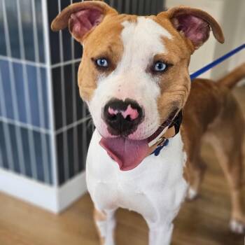 Toaster -  Pit Bull Terrier and Mixed Breed Dog for Adoption in Chesapeake, Virginia - Toaster | PetCurious