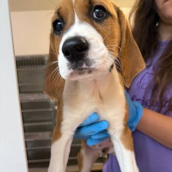 Zena 22583 -  Plott Hound and Anatolian Shepherd Dog for Adoption in Cumming, Georgia - Zena 22583 | PetCurious