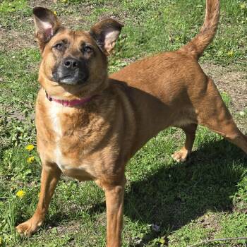 Australian Cattle Dog Blue Heeler Dogs Available for Adoption in Waterloo, Iowa - Piper | PetCurious