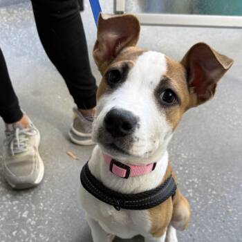 Cornichons -  Pit Bull Terrier Dog for Adoption in Columbia, South Carolina - Cornichons | PetCurious