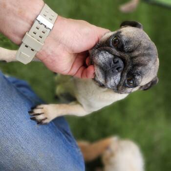 Rescue Pug Dogs for Adoption in Lakewood, California - Brunhilda | PetCurious