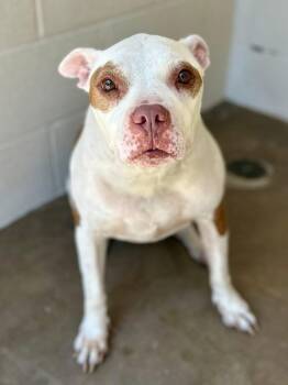 American Bully Dogs Available for Adoption in Tom Bean, Texas - Rebeka | PetCurious