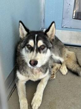 Marty McFly -  Siberian Husky and Mixed Breed Dog for Adoption in Fresno, California - Marty McFly | PetCurious