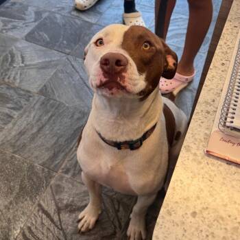 Dulce -  Terrier Dog for Adoption in Clearwater, Florida - Dulce | PetCurious