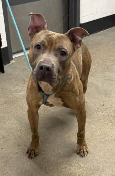 Boone -  Pit Bull Terrier Dog for Adoption in Cleveland, Ohio - Boone | PetCurious