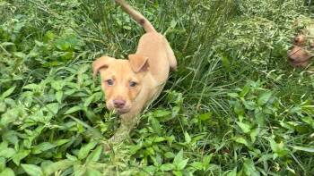 Labrador Retriever Dogs Available for Adoption in Nashville, Tennessee - Cashew (M) | PetCurious