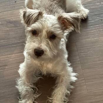 Miniature Schnauzer Dogs Available for Adoption in Homer Glen, Illinois - Cisco | PetCurious