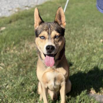Togo -  Husky Dog for Adoption in Gloucester, Virginia - Togo | PetCurious