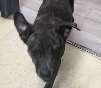 Rescue Pit Bull Terrier Dogs for Adoption in Paris, Tennessee - MECCA | PetCurious