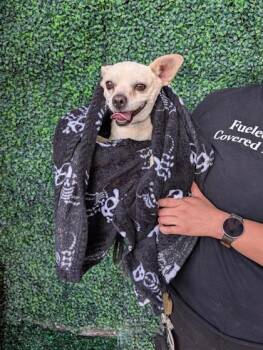 61535319 -  Chihuahua and Mixed Breed Dog for Adoption in El Paso, Texas - 61535319 | PetCurious