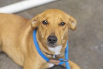 Rescue Mountain Cur Dogs for Adoption in Mountain Home, Arkansas - Missy | PetCurious