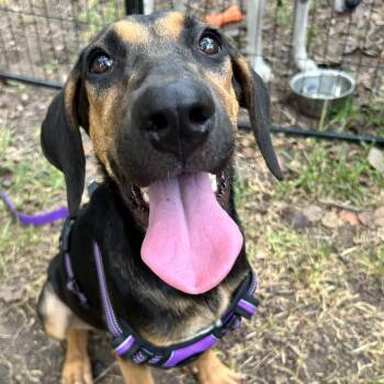 Lucy -  Black And Tan Coonhound Dog for Adoption in Austin, Texas - Lucy | PetCurious