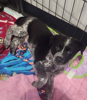 Cattle -  Akita and Border Collie Dog for Adoption in Republic, Missouri - Cattle | PetCurious