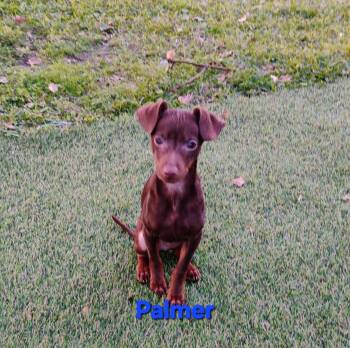 Miniature Pinscher Dogs Available for Adoption - Palmer | PetCurious
