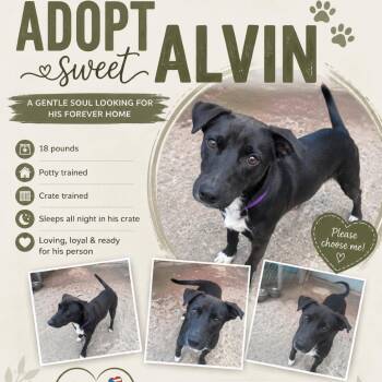 Alvin -  Mixed Breed Dog for Adoption in Pleasant Valley, New York - Alvin | PetCurious