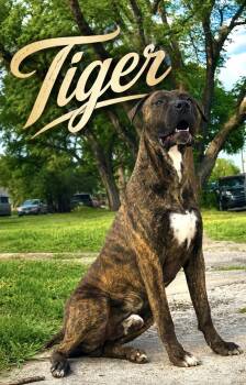 Tiger -  American Bulldog and Hound Dog for Adoption in Lucas, Texas - Tiger | PetCurious