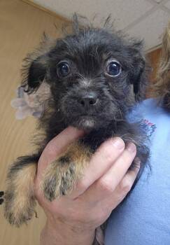 Echo -  Chihuahua Dog for Adoption in Walnutport, Pennsylvania - Echo | PetCurious