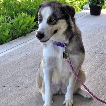 PRINCESS -  Husky Dog for Adoption in Scottsburg, Indiana - PRINCESS | PetCurious