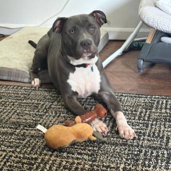 Harley -  Pit Bull Terrier Dog for Adoption in Bristol, Indiana - Harley | PetCurious
