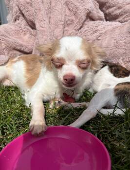 Chihuahua Dogs Available for Adoption in Grafton, Wisconsin - Logan | PetCurious