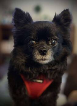 Rescue Chihuahua Dogs for Adoption in Waverly, Iowa - Chloe | PetCurious