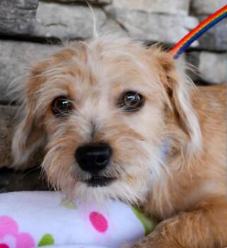 Terrier Dogs Available for Adoption in Tacoma, Washington - Sherman  | PetCurious