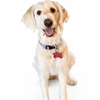 Poodle Dogs Available for Adoption in Shakopee, Minnesota - Olivia | PetCurious