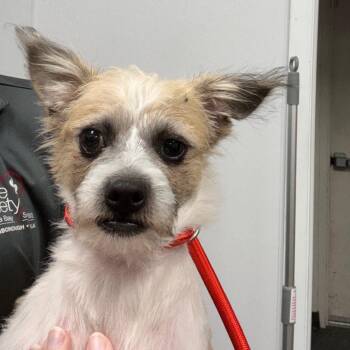 Gibson -  Wirehaired Terrier and Mixed Breed Dog for Adoption in Clearwater, Florida - Gibson | PetCurious