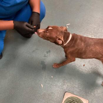 American Staffordshire Terrier Dogs Available for Adoption - Ross | PetCurious