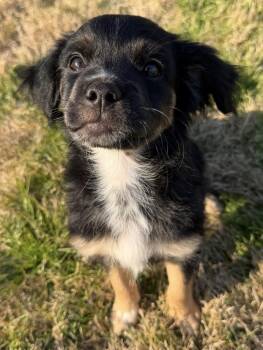 Chihuahua and Terrier Dogs Available for Adoption - Beau | PetCurious
