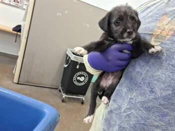 Mixed Breed Dogs Available for Adoption in Dallas, Texas - BAY | PetCurious