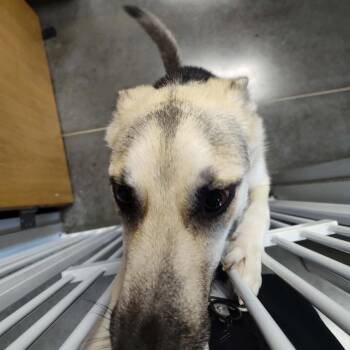 Mixed Breed Dogs Available for Adoption in Dickinson, Texas - Rarity | PetCurious