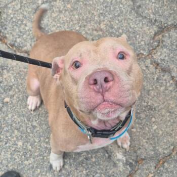 Mixed Breed Dogs Available for Adoption in Columbus, Georgia - 04/22/2026-Stray-MilgenRoad | PetCurious