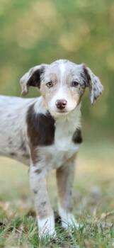 Chai -  Aussiedoodle Dog for Adoption in Lucedale, Mississippi - Chai | PetCurious