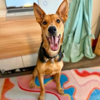 Becca Boo Loves Bigger than her EARS -  German Shepherd Dog and Shepherd Dog for Adoption in Friendswood, Texas - Becca Boo Loves Bigger Than Her EARS | PetCurious