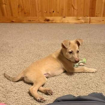 Fennec -  Shepherd Dog for Adoption in Wake Forest, North Carolina - Fennec | PetCurious