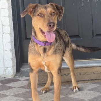 Maggie -  Catahoula Leopard Dog Dog for Adoption in Krum, Texas - Maggie | PetCurious