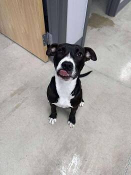 American Staffordshire Terrier Dogs Available for Adoption - Echo | PetCurious