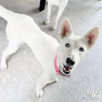 Husky and Shepherd Dogs Available for Adoption - Lilyanne | PetCurious
