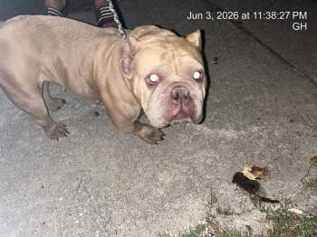 A383562 -  Pit Bull Terrier Dog for Adoption in Ocala, Florida - A383562 | PetCurious