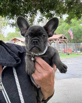 French Bulldog Dogs Available for Adoption in Temecula, California - Starla | PetCurious