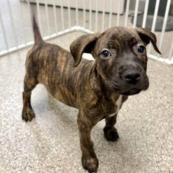 Sneezy -  Mastiff and Pit Bull Terrier Dog for Adoption in Fullerton, Pennsylvania - Sneezy | PetCurious