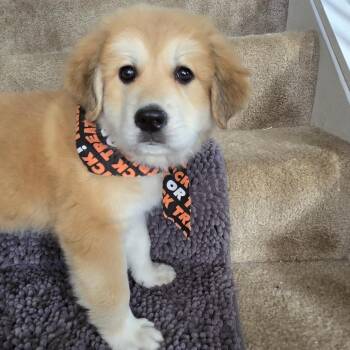 Hufflepuff -  Great Pyrenees and Mixed Breed Dog for Adoption in Cincinnati, Ohio - Hufflepuff | PetCurious