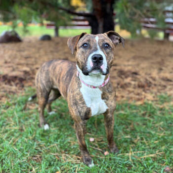 Rescue Pit Bull Terrier Dogs for Adoption in Fargo, North Dakota - Giavanna | PetCurious