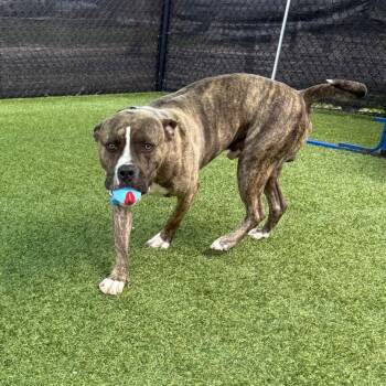 Amato -  Mixed Breed Dog for Adoption in Pittsburgh, Pennsylvania - Amato | PetCurious