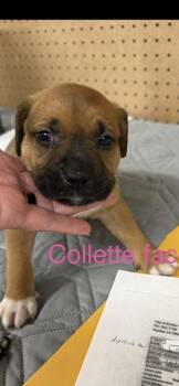 Mixed Breed Dogs Available for Adoption in Wyoming, Michigan - Collette | PetCurious