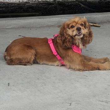 Cocker Spaniel and Mixed Breed Dogs Available for Adoption in Corpus Christi, Texas - Jolene | PetCurious