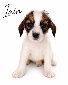 Iain -  Mixed Breed and Shih Tzu Dog for Adoption in Sylvania, Georgia - Iain | PetCurious