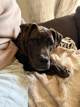 Mixed Breed Dogs Available for Adoption in Wyoming, Michigan - Cash | PetCurious