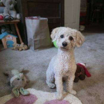 Cute Coleman -  Poodle and Havanese Dog for Adoption in La Center, Washington - Cute Coleman | PetCurious
